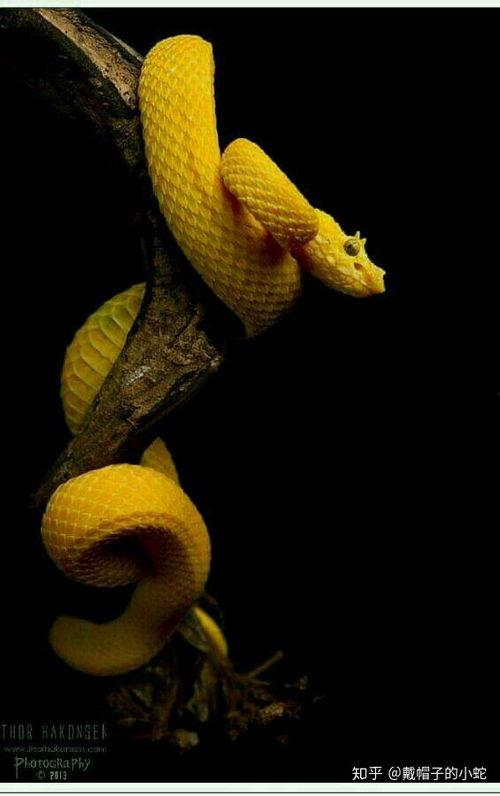 山蛇图片,山蛇的神秘世界